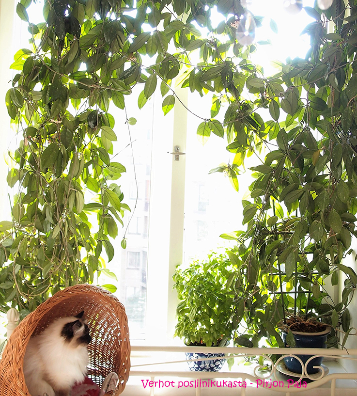 posliinikukka, hoya bella