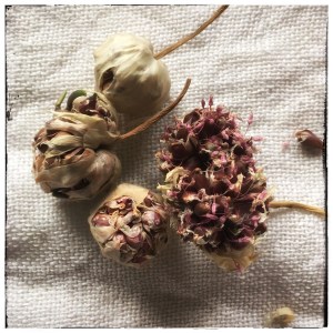 Kuivuneita valkosipulin kukintoja